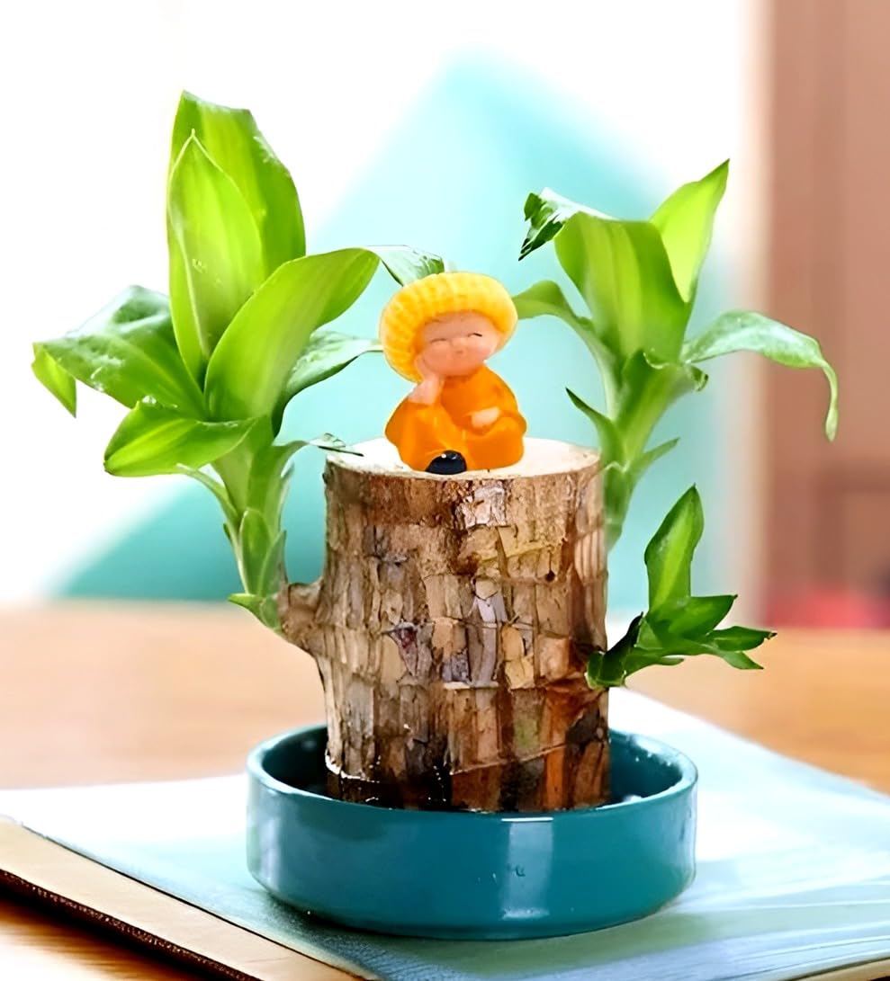 Lucky Brazil Wood Potted Plant