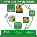 Sprout Maker Glass Jar